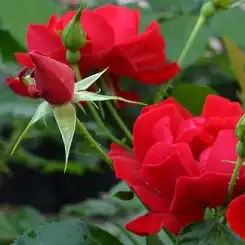 Rosa Hello® - roșu - trandafir acoperitor
